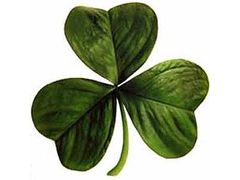 Ϸ ¡ ̴ (Shamrock)